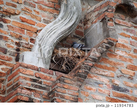 巣作り 巣作り 11934783