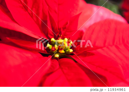 ポインセチア 11934961