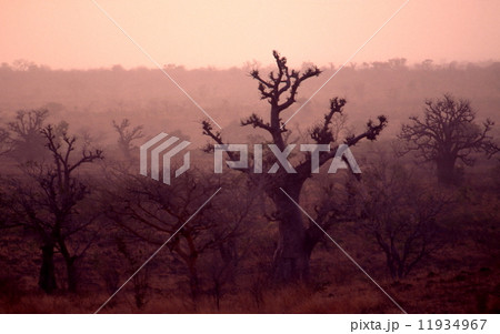 ゴンベ~マイドゥグリ間の風景 ゴンベ~マイドゥグリ間の風景 11934967