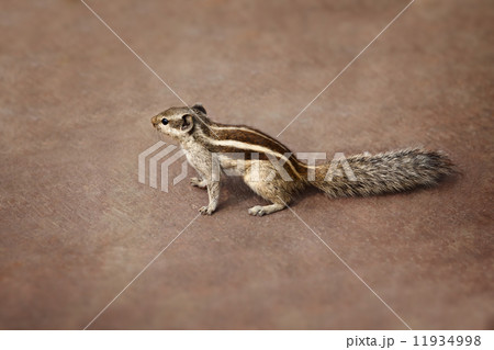 Indian palm squirrel on brown background Indian palm squirrel on brown background 11934998