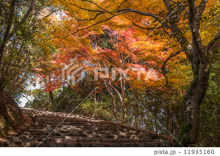 嵯峨野嵐山 嵯峨野嵐山 11935160