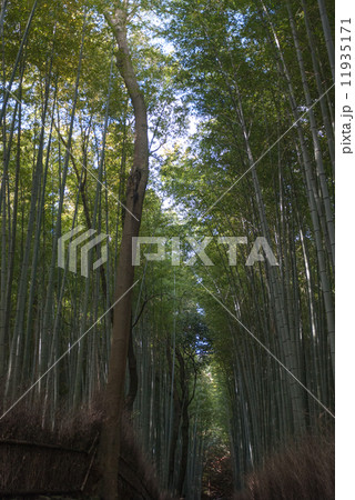 野宮竹　竹林の小径 11935171