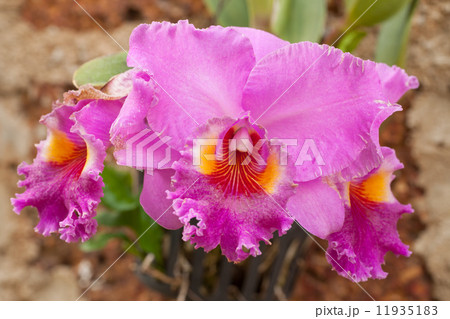 pink orchid pink orchid 11935183