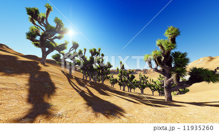 Joshua trees 11935260