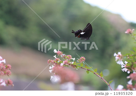 モンキアゲハの飛翔 11935320