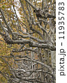 plane tree lane in autumn 11935783