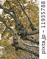 plane tree lane in autumn 11935788