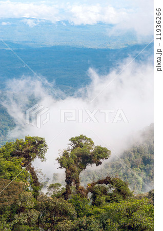 From Andes to Amazon, View of the tropical rainforest, Ecuador 11936266