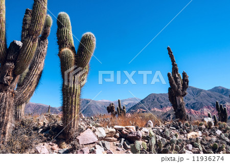 Colorful valley of Quebrada de Humahuaca, central Andes Altiplan 11936274