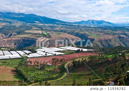 Roses in Plantation Tumbaco, Cayambe, Ecuador 11936282