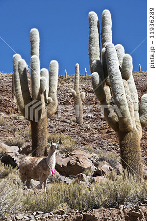 Lamas with traditional ear tagse 11936289