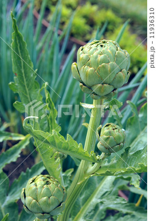 Globe artichoke (Cynara cardunculus), ripening organically in th Globe artichoke (Cynara cardunculus), ripening organically in th 11936310