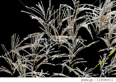 ススキ 11936411