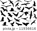 野鳥（イラスト） 11936616