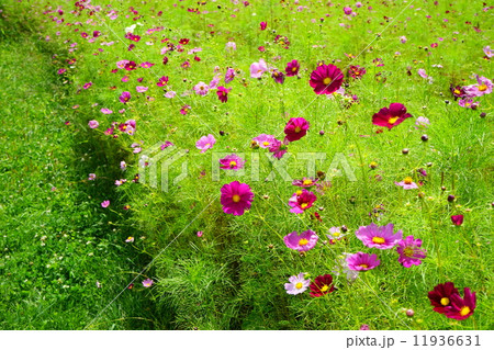 9月花　コスモス・キク科201 11936631