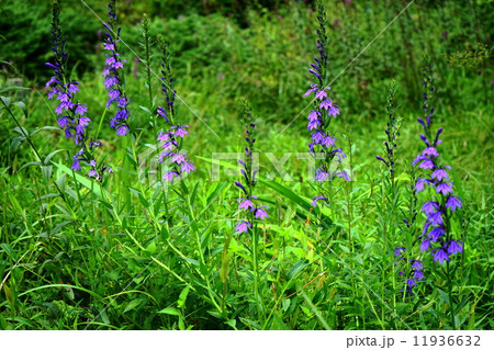 9月花　サワギキョウ・キキョウ科04 11936632