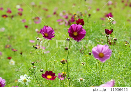 9月花　コスモス・キク科203 11936633