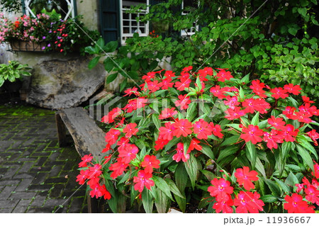 9月花 インパチェンス・ツリフネソウ科06 9月花 インパチェンス・ツリフネソウ科06 11936667