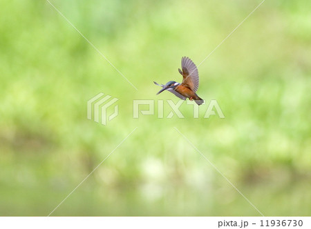 カワセミのホバリング 11936730