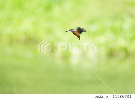 カワセミのホバリング 11936731