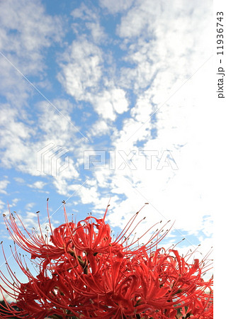 秋の空と彼岸花 11936743