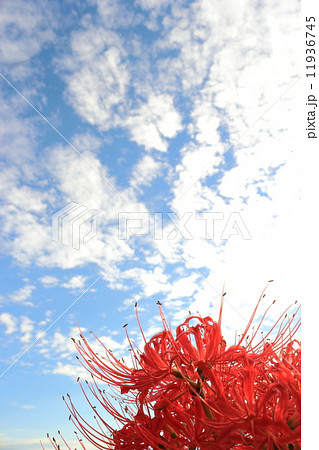 秋の空と彼岸花 11936745