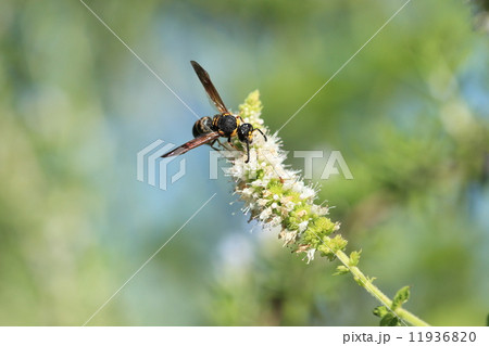 生き物 昆虫 オオフタオビドロバチ スペアミントの花の蜜を舐めに来ました の写真素材