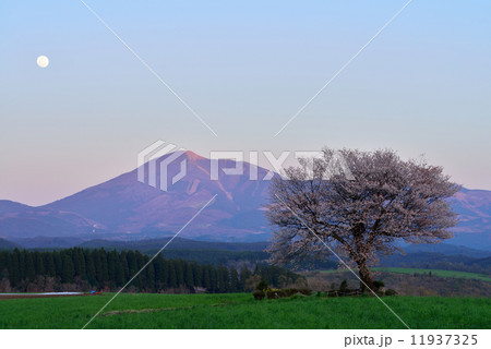 前原の一本桜 11937325