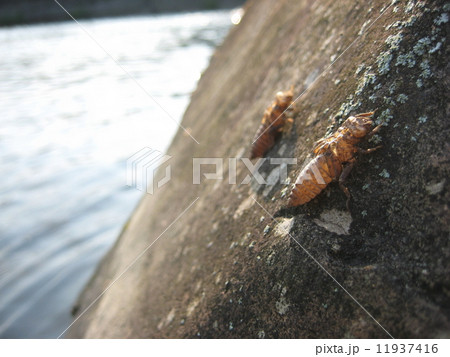 ヤゴの孵化 11937416