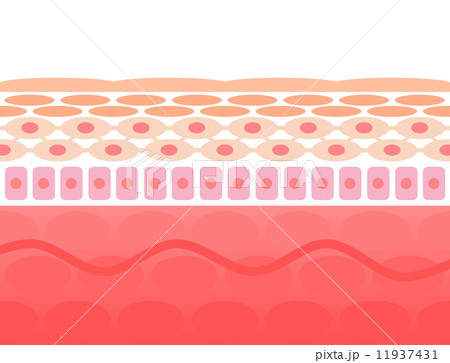 肌の断面イラスト 11937431