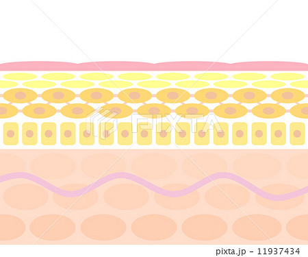 肌の断面イラストのイラスト素材