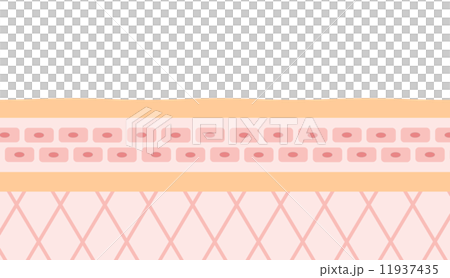 皮膚橫斷面圖 11937435