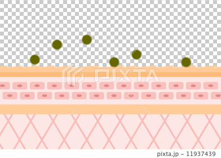 皮膚粗糙的部分 11937439