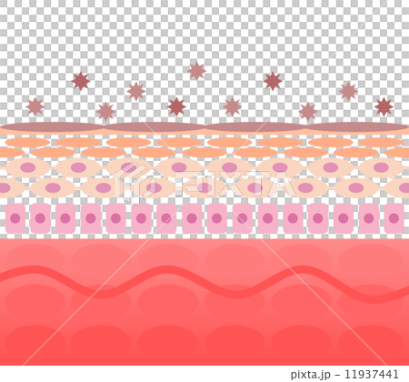 皮膚粗糙的部分 11937441