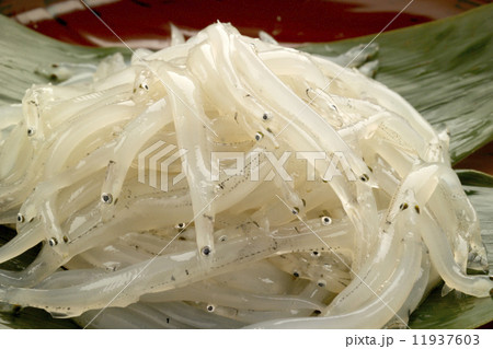 白魚 11937603