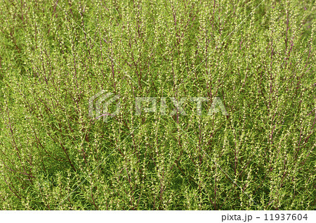 ホウキグサ(箒草) 11937604