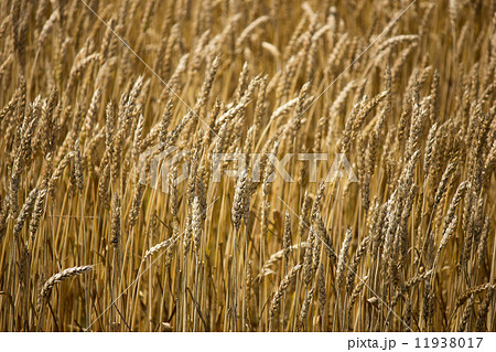 麦畑 麦畑 11938017