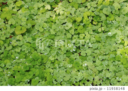 新緑 11938148
