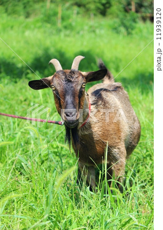 茶色のヤギ 11939120