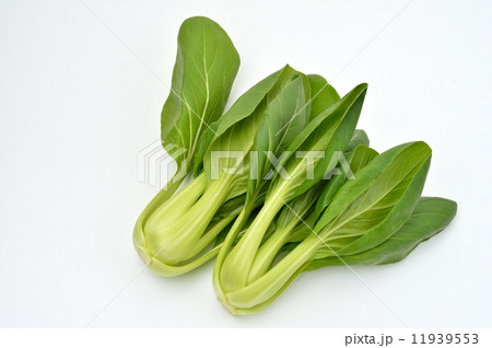 食べ物 ちんげんさい 青梗菜 チンゲンサイ チンゲン菜 野菜 緑黄色野菜 生鮮 生鮮野菜 料理 の写真素材