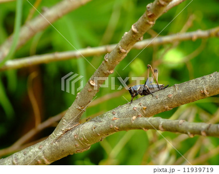 ヒメギス ヒメギス 11939719