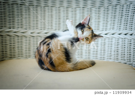 Tri colours kitten sitting on wicker chair 11939934