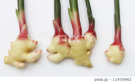 出西(しゅっさい)しょうが 11939962