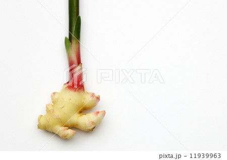 出西(しゅっさい)しょうが 11939963