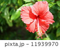 ハイビスカス 11939970