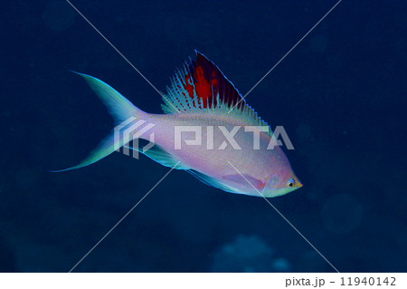 ハナゴイ 11940142