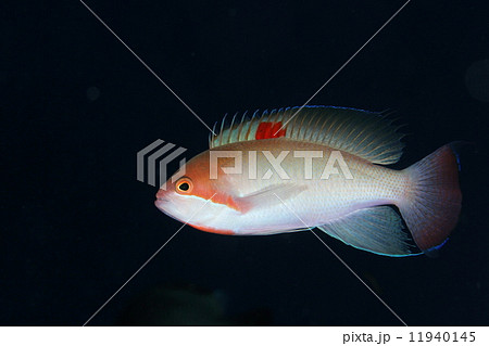 ケラマハナダイ 11940145