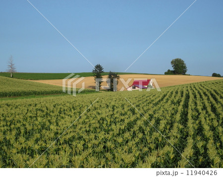 赤い屋根の家 11940426