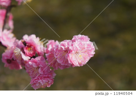 八重寒紅梅 11940504