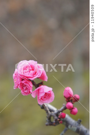 八重寒紅梅 八重寒紅梅 11940509